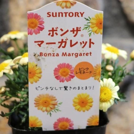 サントリー ボンザマーガレット ピンクレモネード 3.5号ポット苗 寄せ植え 花壇のサムネイル