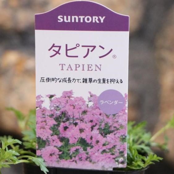 サントリー タピアン ラベンダー 3号ポット苗 バーベナ 寄せ植え 花壇