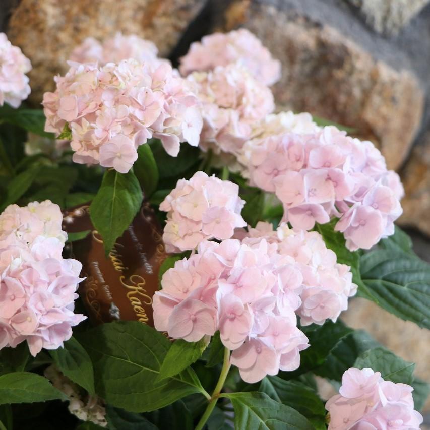 紫陽花 伊予獅子てまり 山アジサイ 伊予獅子てまり ピンク 5号鉢 ハイドランジア 紫陽花 鉢花 鉢植え 地植え 植木 苗木 お洒落 オシャレ 可愛い カワイイ さくら色 落葉樹