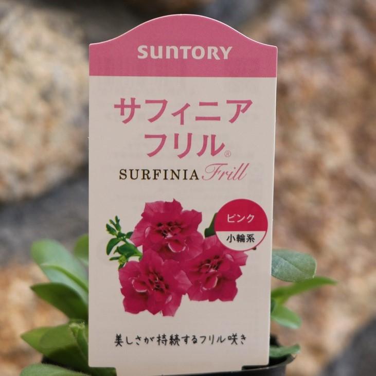 八重咲き サントリー サフィニアフリル ピンク 3号ポット苗 サフィニア ペチュニア 寄せ植え 鉢植え 花壇 お洒落 可愛い 初心者 春の花 夏の花 秋の花 花のサムネイル