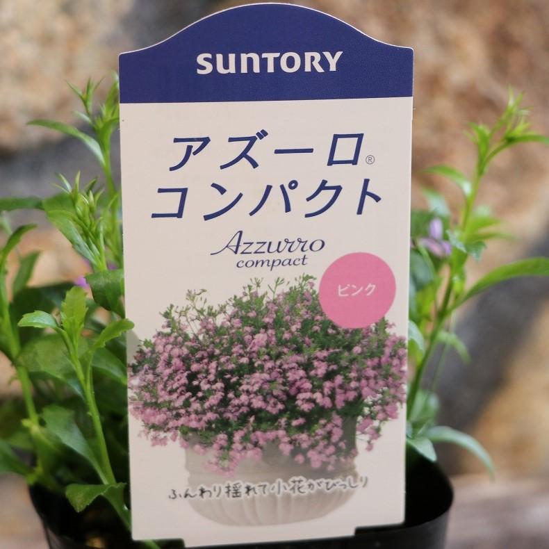 おしゃれな花 サントリー アズーロコンパクト ピンク 3.5号ポット苗 ロベリア 寄せ植え 鉢植え 花壇 お洒落 オシャレ 可愛い カワイイ 春の花 夏の花 秋の花 花