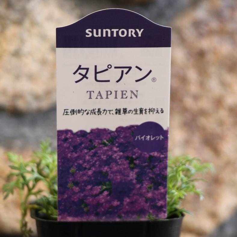 サントリー タピアン バイオレット 3号ポット苗 バーベナ 寄せ植え 鉢植え 花壇 お洒落 オシャレ 可愛い カワイイ 春の花 夏の花 秋の花 花 グランドカバーのサムネイル