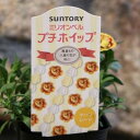 サントリー 八重咲き ミリオンベル プチホイップ マーマレード 3号ポット苗 カリブラコア 寄せ植え 花壇