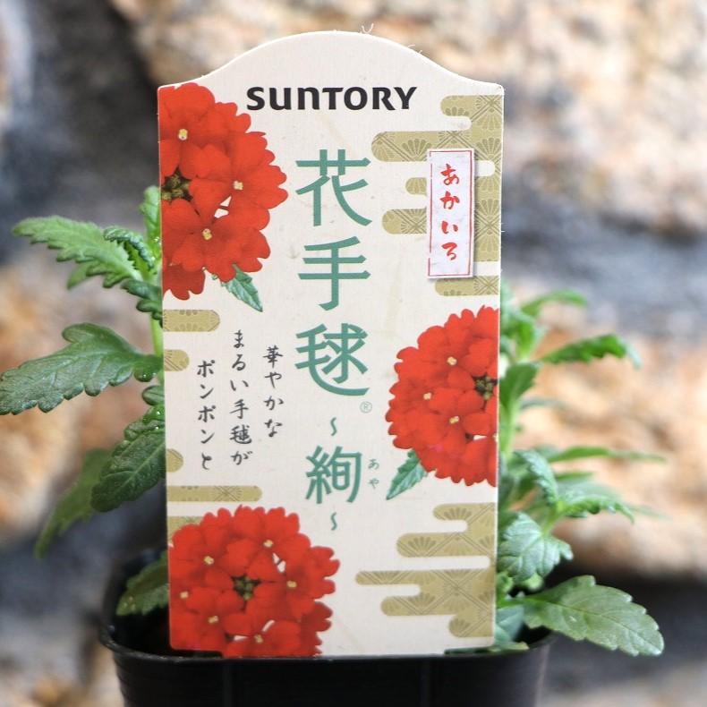 サントリー 花手毬 絢 あかいろ 3号ポット苗 バーベナ あや 寄せ植え 鉢植え 花壇 お洒落 おしゃれ 可愛い かわいい 春の花 夏の花 秋の花 花 苗のサムネイル