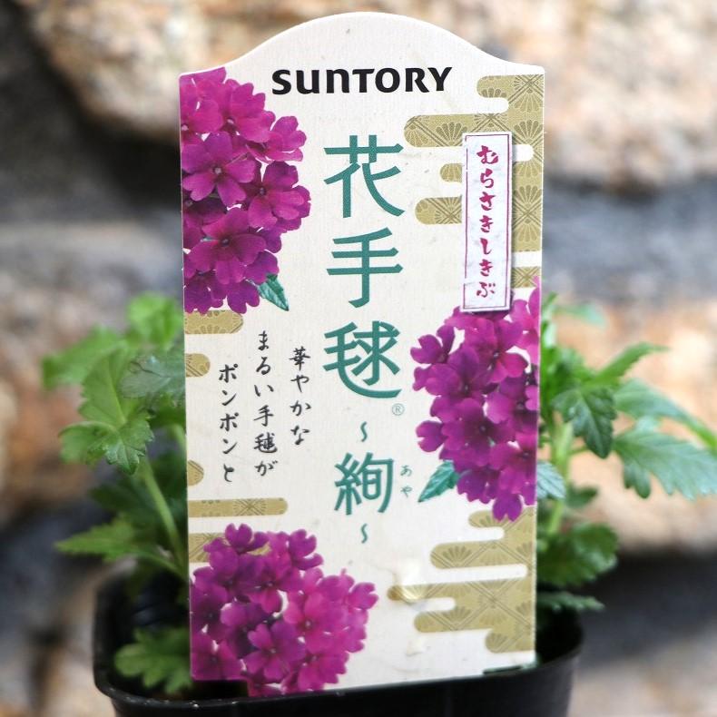 サントリー 花手毬 絢 むらさきしきぶ 3号ポット苗 バーベナ あや 寄せ植え 鉢植え 花壇 お洒落 おしゃれ 可愛い かわいい 春の花 夏の花 秋の花 花 苗のサムネイル