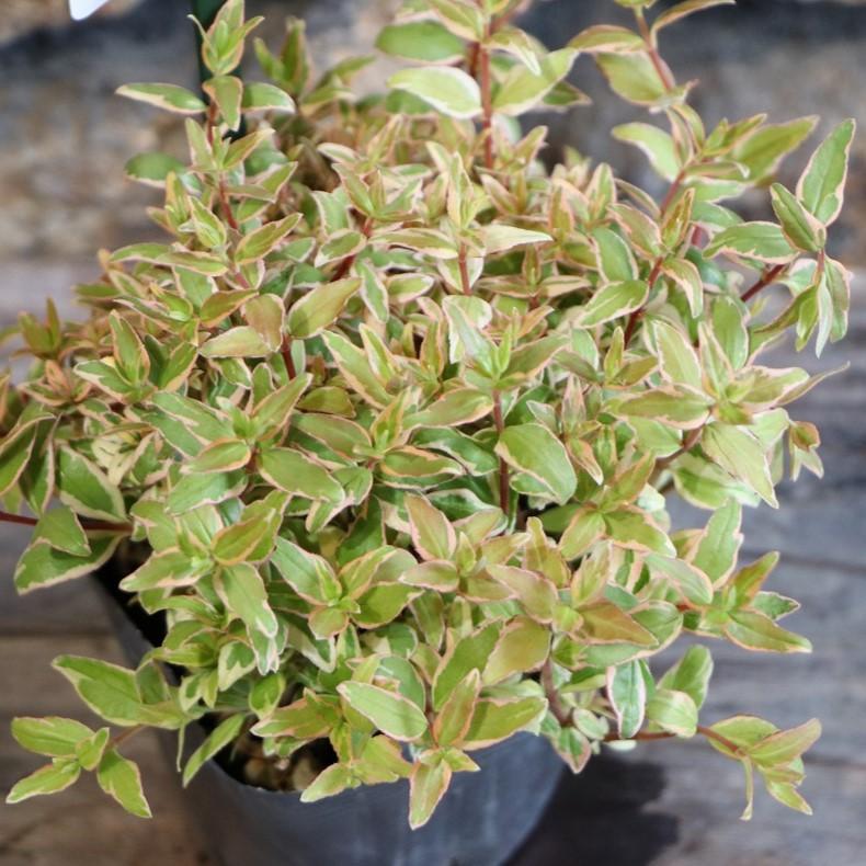 斑入り アベリア ラディアンス 3.5号ポット苗 寄せ植え 鉢植え 地植え 植木 苗木 常緑樹 お洒落 おしゃれ 可愛い 夏の花 秋の花 花 苗 カラーリーフのサムネイル