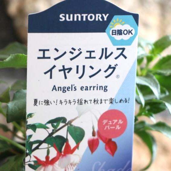 サントリー エンジェルスイヤリング デュアルパール 3.5号ポット苗 フクシア 寄せ植え 花壇のサムネイル