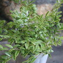 ロニセラ レモンビューティー 2.5号ポット苗 カラーリーフ 寄せ植え 花壇(4)