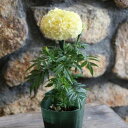 マリーゴールド ホワイトバニラ 3号ポット苗 寄せ植え 花壇