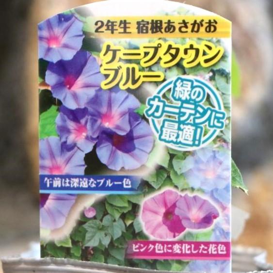 宿根あさがお ケープタウンブルー 2年生苗 3.5号ポット苗 朝顔 緑のカーテンのサムネイル