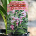 カリフォルニアカラー ガーネットグロー 3.5号ロングポット苗 カラー 寄せ植え 花壇 カラーは、すらっとしたフォルムが印象的な植物で、切花でブーケやアレンジメントに良く使用されます。 切花として出回ることが多い印象ですが、育て方はそれほど難しくはなく、鉢植えや花壇でお洒落にお楽しみいただけます♪ カラーには湿地性の品種と畑地性の品種がありますが、カリフォルニアカラーは畑地性なので、普通の草花と同じように花壇や鉢植えで栽培できます。 ※生き物につき、状態は日々変化します。 3.5号（直径10.5cm) ロングビニールポット植えです。 ※写真はイメージです。お届け時の生育状況には個体差があります。写真と異なることがありますので、ご了承ください。 ※実店舗でも併売しています。在庫切れの際はご了承ください。 ■科名　サトイモ科 ■原産地　南アフリカ ■背丈　 30〜100cm ■タイプ　多年草(球根) ■花期　 5月〜7月 栽培方法： 日当たりを好みます。日当たりの良い場所で管理してください。水やりは、乾いてからたっぷりと水を与えましょう。常に湿っていると球根が腐りますので気を付けましょう。肥料は、初夏頃までは化成肥料を与えますが、暑い時期の施肥は避けて下さい。真夏は直射日光を避け、半日陰の出来るだけ涼しい場所で管理して下さい。晩秋になると、葉は枯れて地中に球根が残ります。葉が枯れたら水やりを止めて、凍らない場所で管理して下さい。暖地では屋外で越冬可能ですが、それ以外の地域では室内で管理しましょう。春になり気温が上がれば水やりを再開します。