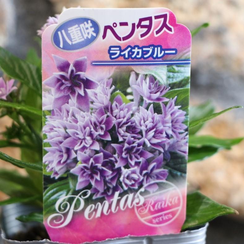 八重咲き ペンタス ライカ ライカブルー 3.5号ポット苗 寄せ植え 鉢植え 花壇 お洒落 おしゃれ 可愛い かわいい 春の花 夏の花 秋の花 花 苗 希少種