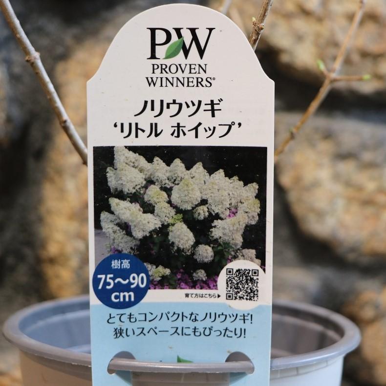ノリウツギ リトルホイップ 5号ポット苗 糊空木 ピラミッドアジサイ 鉢植え 地植え 植木 苗木 お洒落 おしゃれ 可愛い かわいい 夏の花 花 苗のサムネイル
