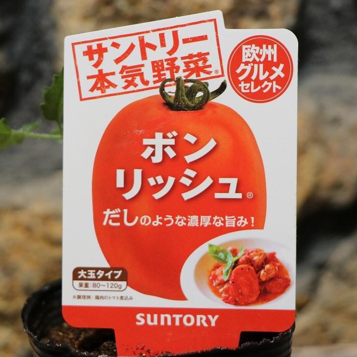 サントリー トマト苗 大玉 ボンリッシュ 実生苗 3号ポット苗 トマト 本気野菜 家庭菜園 鉢植え プランター 庭 畑 おいしい 育てやすい 夏野菜 野菜 やさい 苗のサムネイル