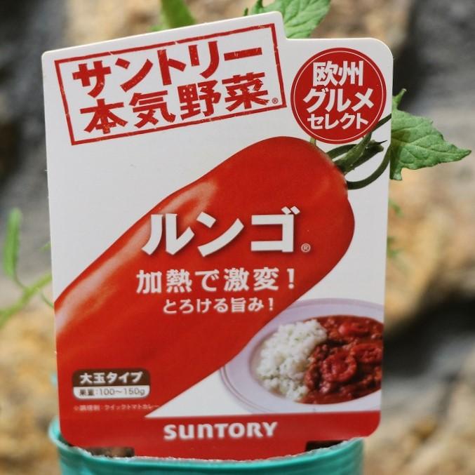 サントリー トマト苗 大玉 ルンゴ 実生苗 3号ポット苗 トマト 本気野菜 家庭菜園 鉢植え プランター 庭 畑 おいしい 育てやすい 夏野菜 野菜 やさい 苗のサムネイル