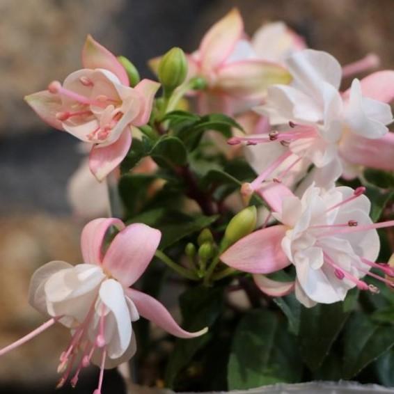 フクシア プーニー ピンク＆ホワイト 3.5号ポット苗 寄せ植え 花壇