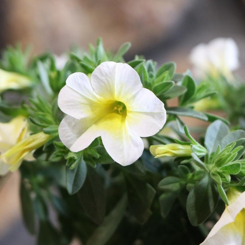 PW 一重咲き スーパーベル ハニーヨーグルト 3.5号ポット苗 カリブラコア 寄せ植え 花壇 鉢植え お洒落 おしゃれ 可愛い かわいい 春の花 夏の花 秋の花 花 苗のサムネイル
