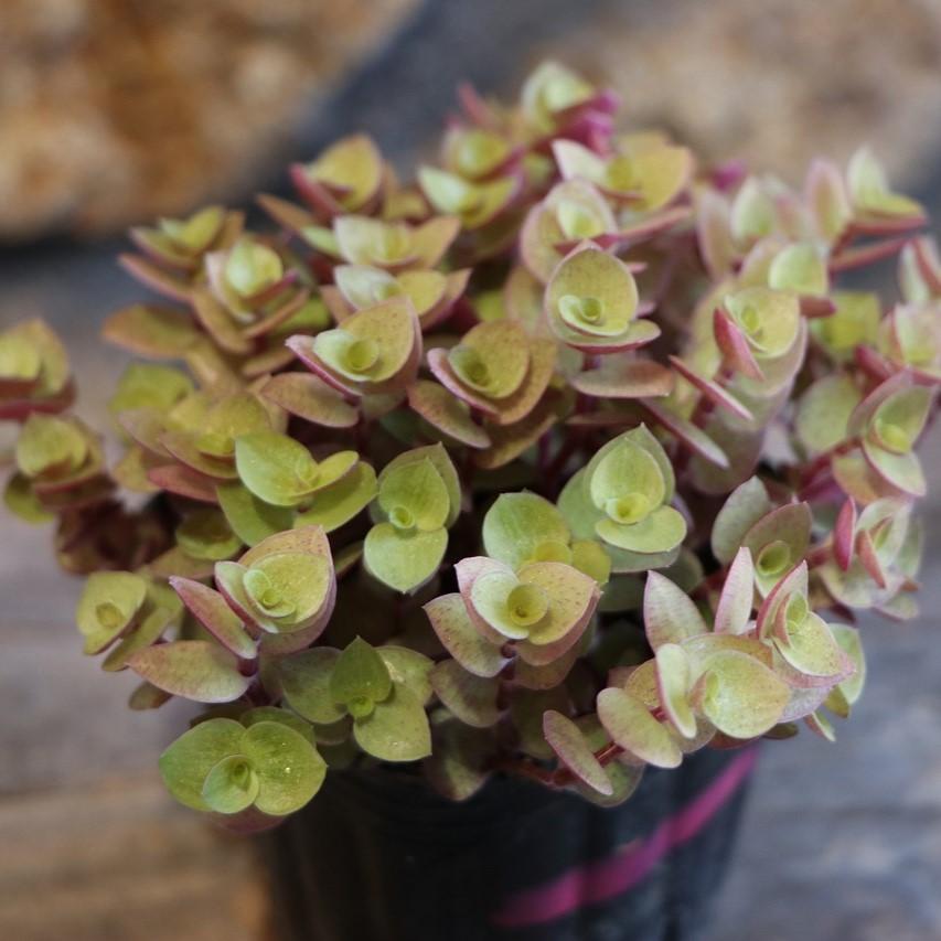 桜色カリシア レペンス 3〜3.5号ポット苗 カリシア 寄せ植え 花壇 鉢植え お洒落 おしゃれ 可愛い かわいい シック 観葉植物 苗 カラーリーフのサムネイル