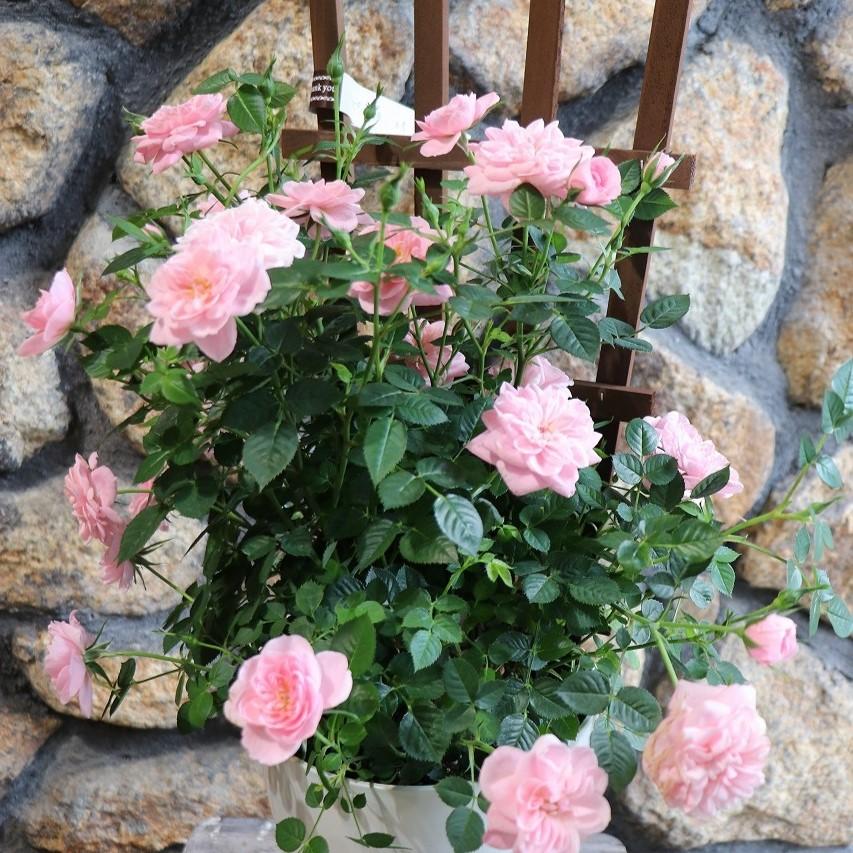 四季咲き ミニバラ ミスピーチ姫 トレリス仕立て 6号鉢 鉢花 寄せ植え 花壇 鉢植え 地植え お洒落 おしゃれ 可愛い かわいい 落葉樹 春の花 夏の花 秋の花 苗のサムネイル