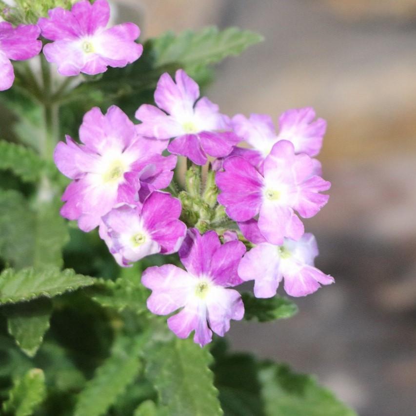 宿根バーベナ ラナイUP ツイスターセンセーション 3.5号ポット苗 寄せ植え 花壇 鉢植え お洒落 おしゃれ 可愛い かわいい 春の花 夏の花 秋の花 花 苗のサムネイル