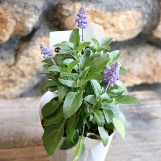 宿根サルビア サリーファン ディープオーシャン 3.5号ポット苗 ファリナセア 寄せ植え 花壇のサムネイル