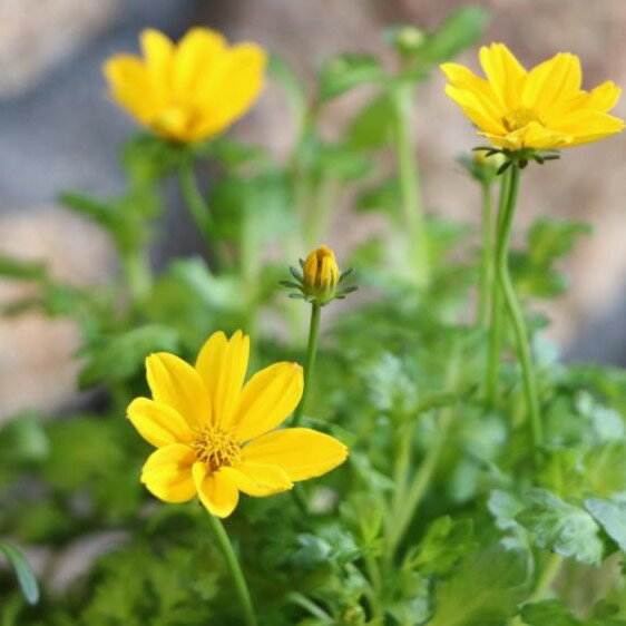 ビデンス ゴールデンエンパイア 3.5号ポット苗 寄せ植え 花壇のサムネイル