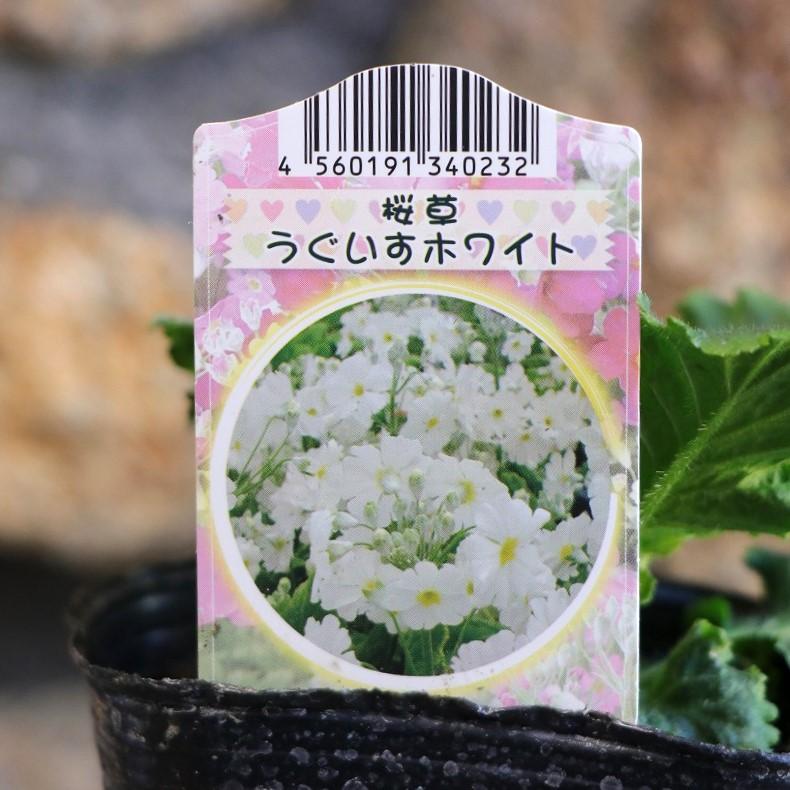 プリムラ マラコイデス ホワイト 3号ポット苗 桜草 寄せ植え 花壇 うぐいす ウグイス