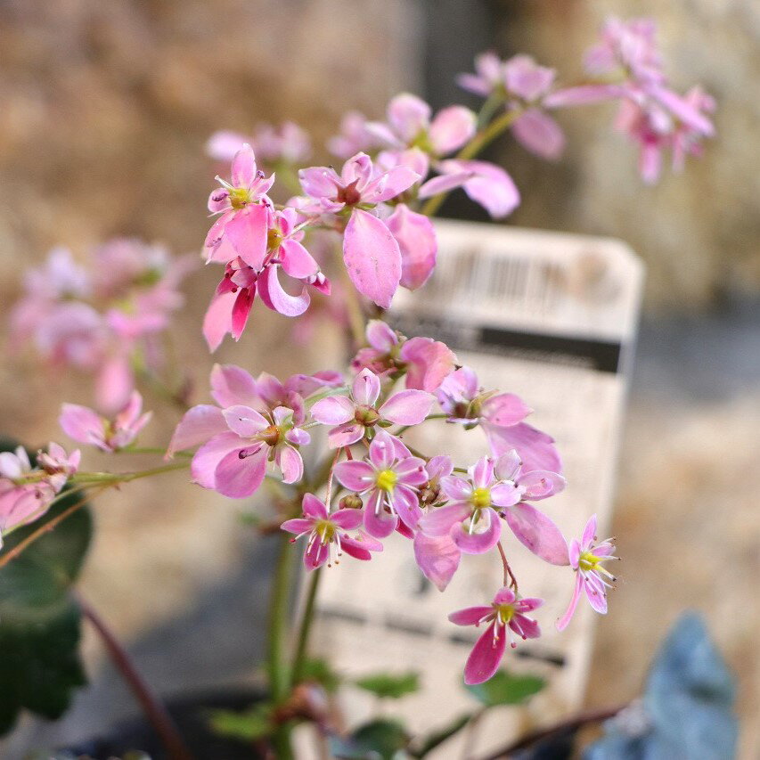 大文字草 太郎冠者 たろうかんじゃ 3号ポット苗 サキシフラガ 寄せ植え 花壇 鉢植え 山野草 お洒落 おしゃれ 可愛い かわいい 可憐 多年草 秋の花 花 苗 初心者