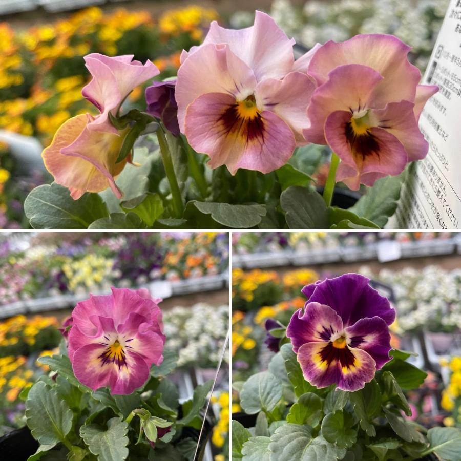 サントリー ミルフル アンティークフリル ピンクミックス 3.5号ポット苗 パンジー ビオラ 寄せ植え 花壇のサムネイル