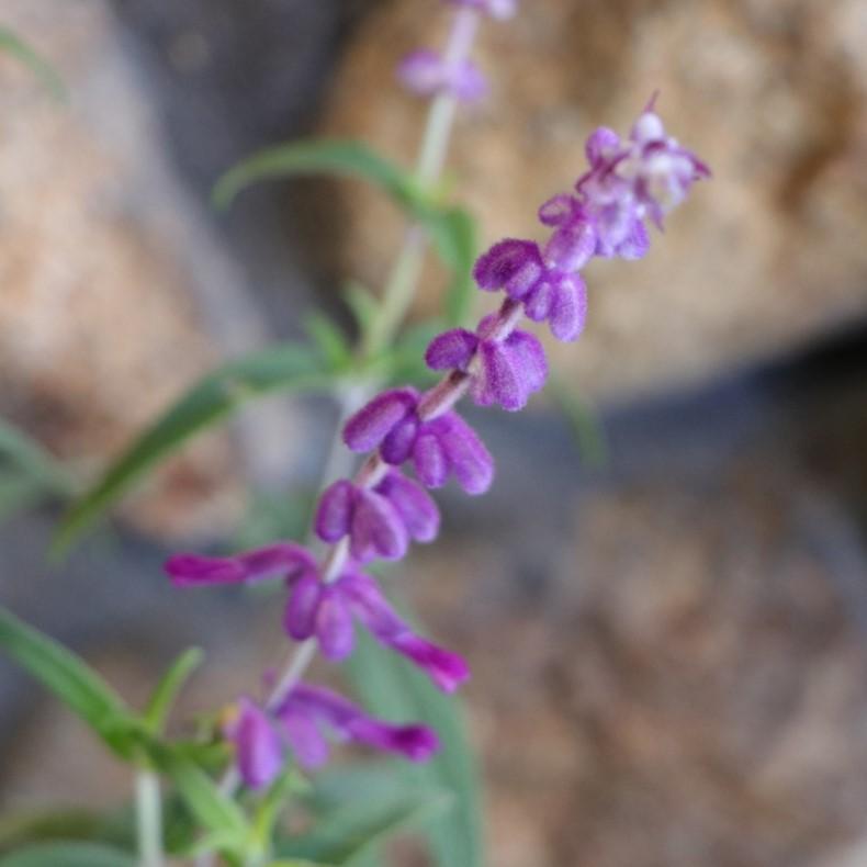 アメジストセージ 3.5号ロングポット苗 サルビア レウカンサ セージ 寄せ植え 鉢植え 花壇 お洒落 可愛い 香り ハーブ 秋の花 花 苗 初心者