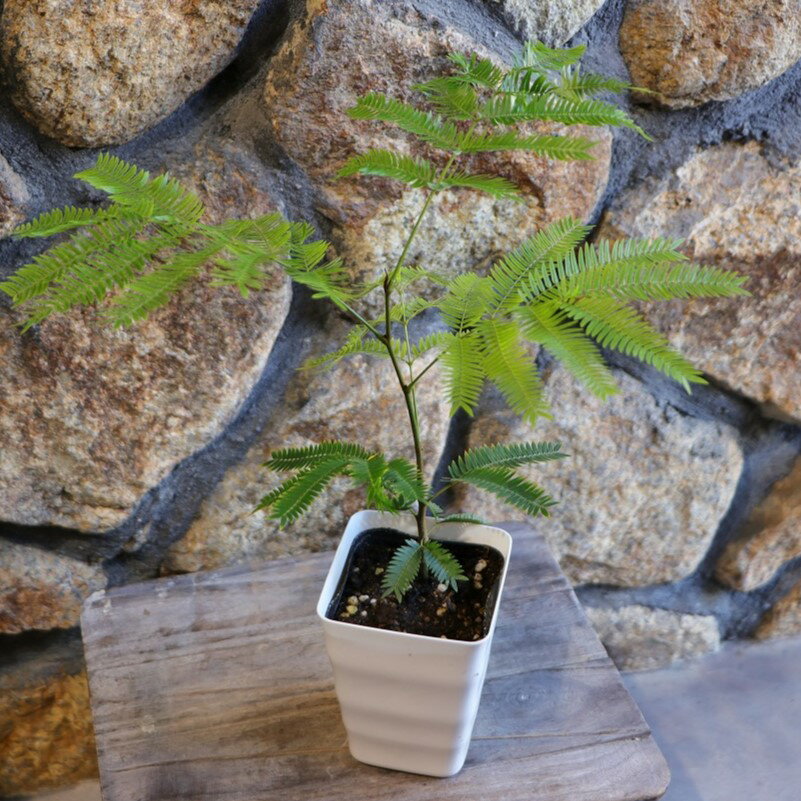 エバーフレッシュ 3.5号鉢 観葉植物 鉢植え お洒落 おしゃれ 可愛い かわいい インテリア 室内 苗 初心者のサムネイル