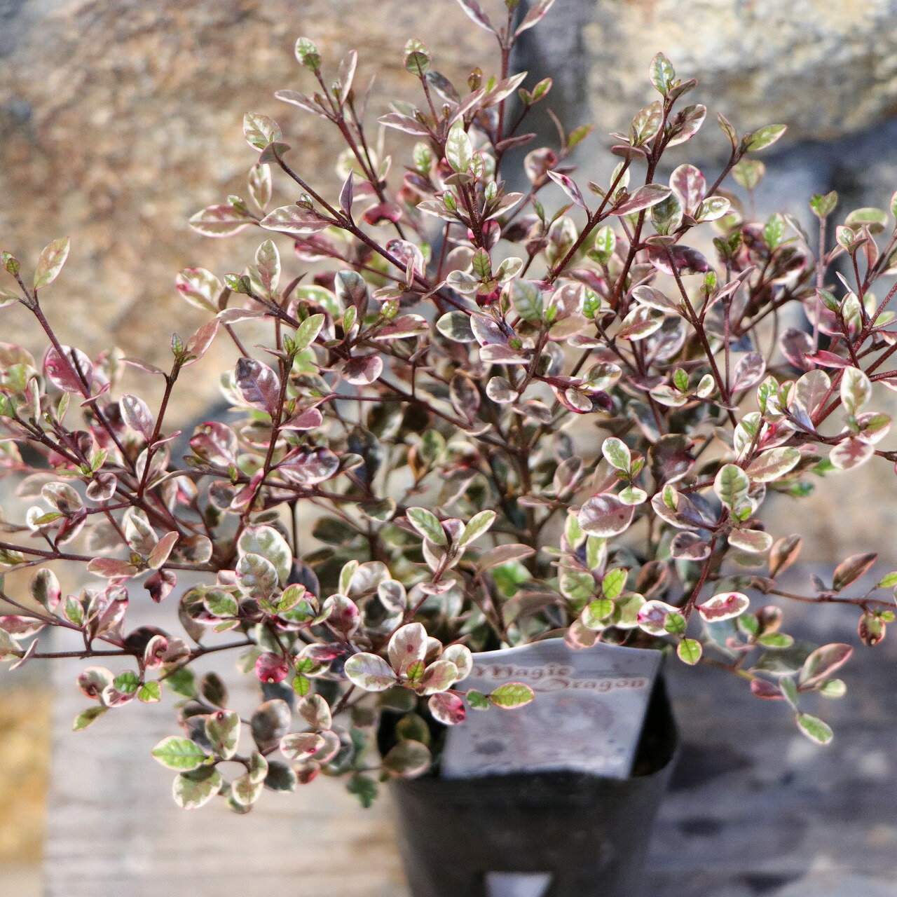 ロフォミルタス マジックドラゴン 2.5〜3号ポット苗 寄せ植え 鉢植え 花壇 お洒落 可愛い 常緑樹 夏の花 花 苗 苗木 初心者 カラーリーフのサムネイル