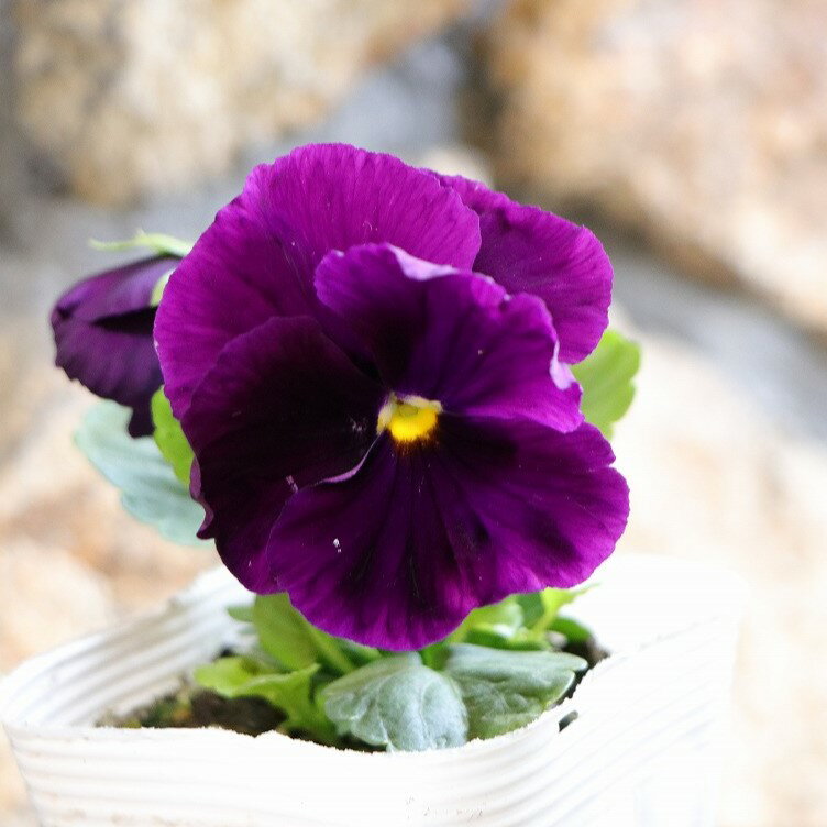 パンジー パープル 3.5号ポット苗 寄せ植え 鉢植え 花壇 お洒落 おしゃれ 可愛い かわいい 可憐 春の花 冬の花 花 苗 初心者