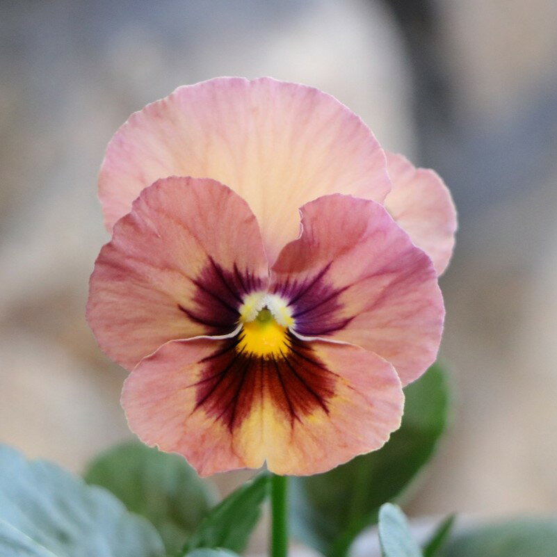 パンジー キューティーハート 3.5号ポット苗 寄せ植え 鉢植え 花壇 お洒落 おしゃれ 可愛い かわいい 可憐 春の花 冬の花 花 苗 初心者のサムネイル