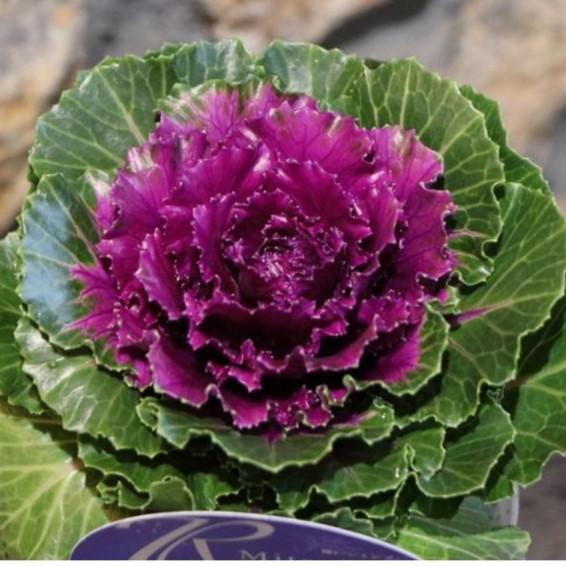 葉牡丹 光子ロイヤルの商品画像