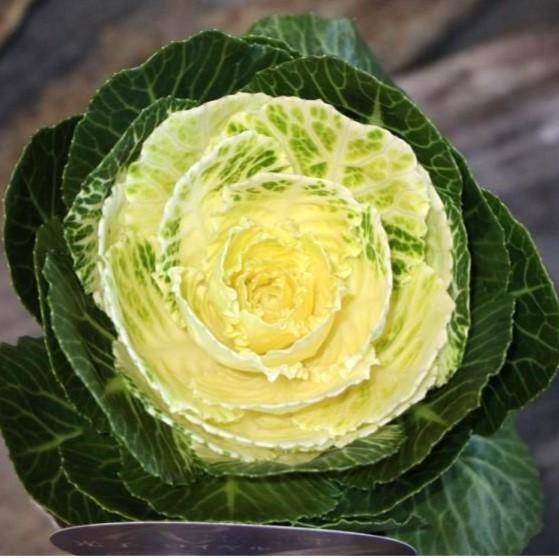 ハボタン 光子ロイヤル (丸葉) グリーン系 ホワイト 3〜3.5号ポット苗 葉牡丹 寄せ植え 花壇