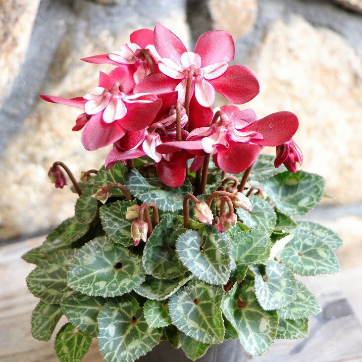 変わり咲き ミニシクラメン ジックス ワインレッド 3〜3.5号ポット苗 シクラメン ハクサン 寄せ植え 鉢..