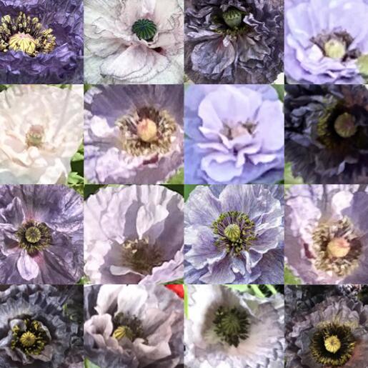 見元園芸 ポピー アメージンググレイ 3号ポット苗 mimoto 寄せ植え 花壇 鉢植え お洒落 オシャレ アンティークカラー 春の花 花 希少種のサムネイル