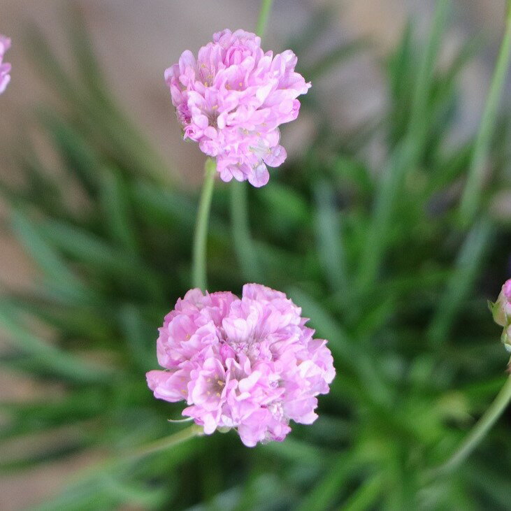 アルメリア ピンクボール 3〜3.5号ポット苗 寄せ植え 花壇 鉢植え お洒落 おしゃれ 可愛い かわいい 春の花 花 苗 初心者 グランドカバー