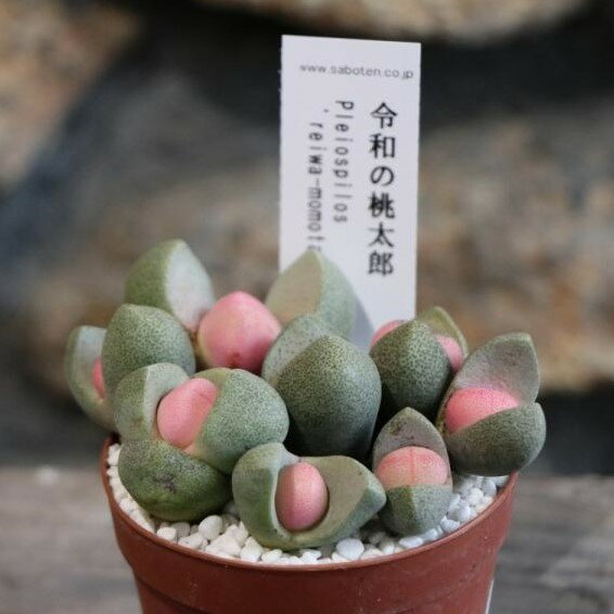 多肉植物 プレイオスピロス 令和の桃太郎 2.5号ポット苗 メセン お洒落 オシャレ インテリア 可愛い かわいい 希少種のサムネイル