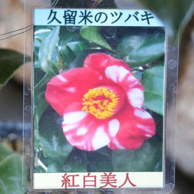 椿 ツバキ 紅白美人 挿し木苗 3号ポット苗 鉢植え 地植え 常緑樹 お洒落 おしゃれ 可愛い かわいい 冬の花 春の花 花 苗 苗木 初心者