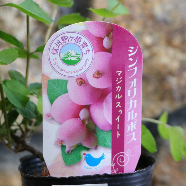 シンフォリカルポス マジカルスゥイート 3〜3.5号ポット苗 寄せ植え 花壇 鉢植え お洒落 おしゃれ 可愛い かわいい 実 夏の花 花 苗 苗木 初心者