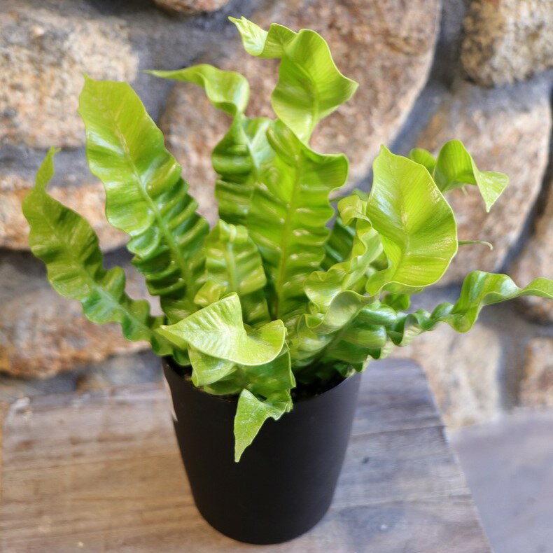 シダ アスプレニウム エメラルドウェーブ 4号鉢 タニワタリ 観葉植物 鉢植え お洒落 おしゃれ 可愛い かわいい インテリア 室内 苗 初心者 希少のサムネイル