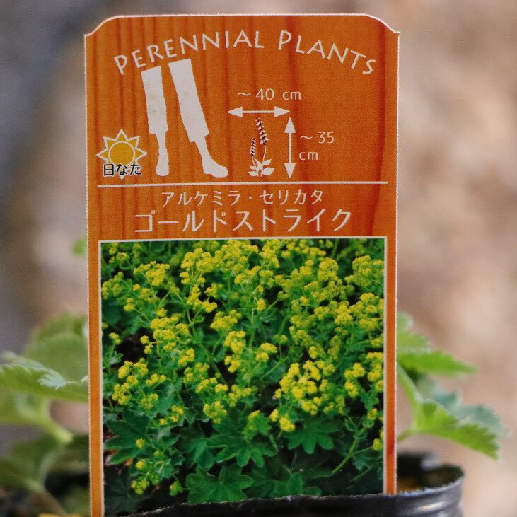 アルケミラ セリカタ ゴールドストライク 3〜3.5号ポット苗 寄せ植え 鉢植え 花壇 お洒落 可愛い 春の花 夏の花 花 苗 イングリッシュガーデン ロックガーデンのサムネイル