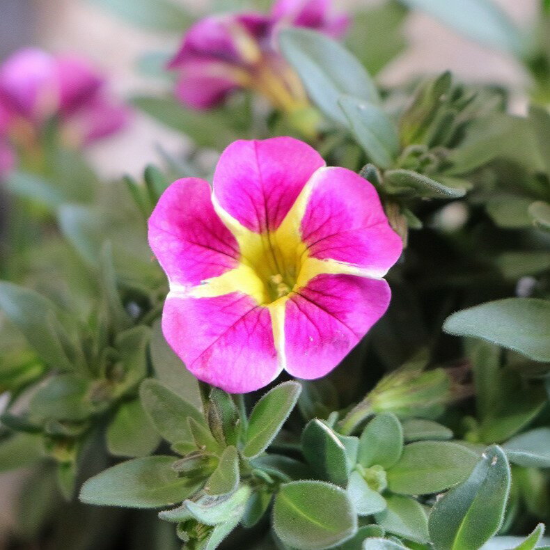 一重咲き カリブラコア サンバ ピンクスター 3.5号ポット苗 寄せ植え 花壇 鉢植え お洒落 おしゃれ 可愛い かわいい 春の花 夏の花 秋の花 花 苗 初心者