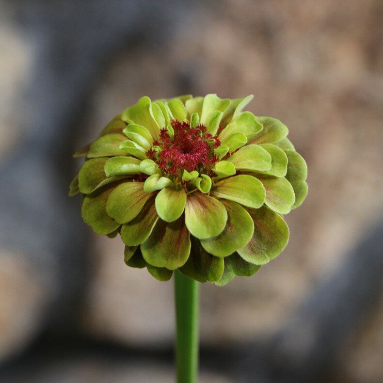 八重咲き 高性ジニア クイーンシリーズ レッドライム 3.5号ポット苗 ジニア 百日草 寄せ植え 鉢植え 花壇 お洒落 可愛い 切り花 春の花 夏の花 秋の花 花 苗