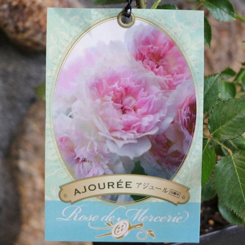 バラ アジュール 新苗 3.5〜4号鉢 河本バラ園 四季咲き 強香 寄せ植え 花壇 鉢植え 地植え お洒落 可愛い 春の花 夏の花 秋の花 花 苗 初心者のサムネイル