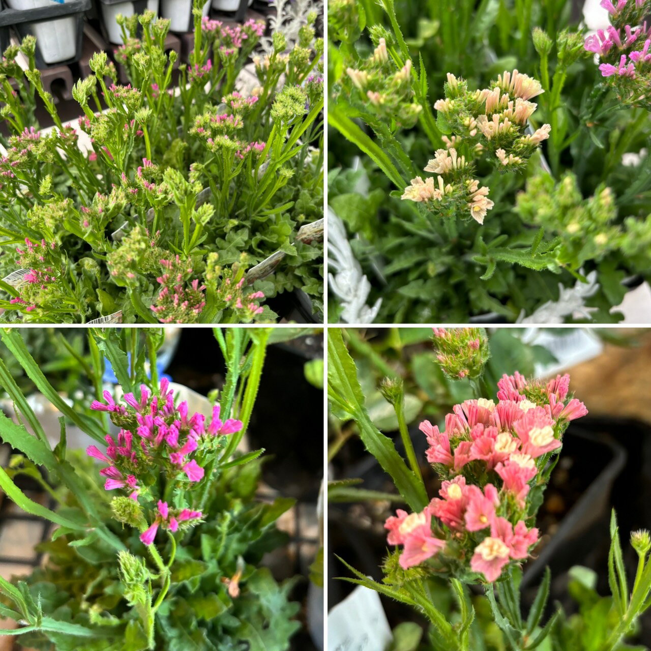 矮性スターチス ピッコロ アソート 3〜3.5号ポット苗 スターチス 寄せ植え 鉢植え 花壇 お洒落 可愛い 切り花 春の花 夏の花 秋の花 花 苗 初心者のサムネイル