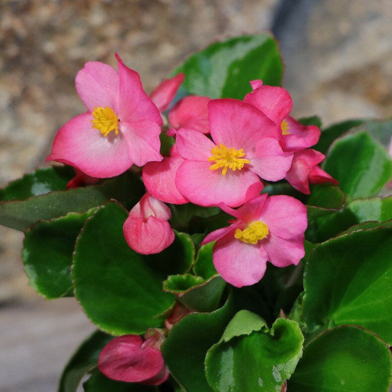 ベゴニア センパフローレンス ピンク 3号ポット苗 寄せ植え 花壇