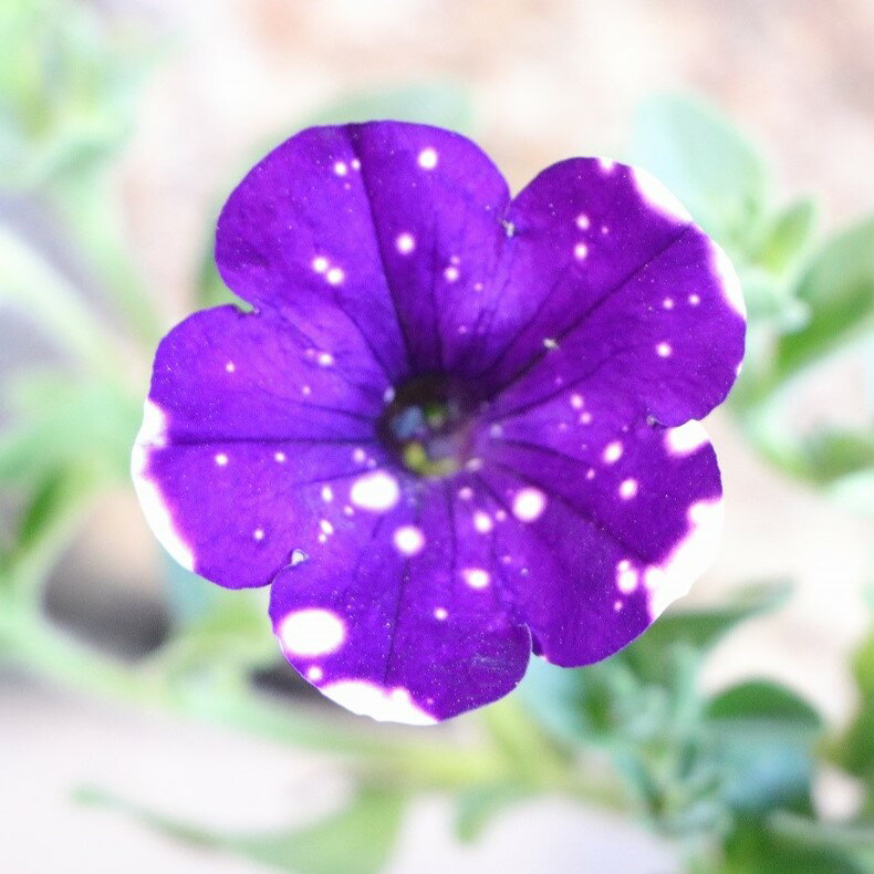 ペチュニア 氷河の空 3.5号ポット苗 寄せ植え 鉢植え 花壇 お洒落 おしゃれ 可愛い かわいい 春の花 夏の花 秋の花 花 苗 初心者